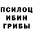 Галлюциногенные грибы Psilocybine cubensis layla mae