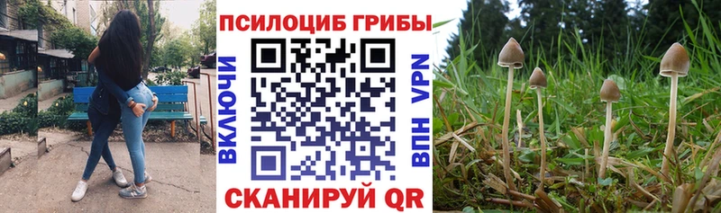 где купить наркоту  darknet как зайти  Псилоцибиновые грибы мицелий  Ногинск 